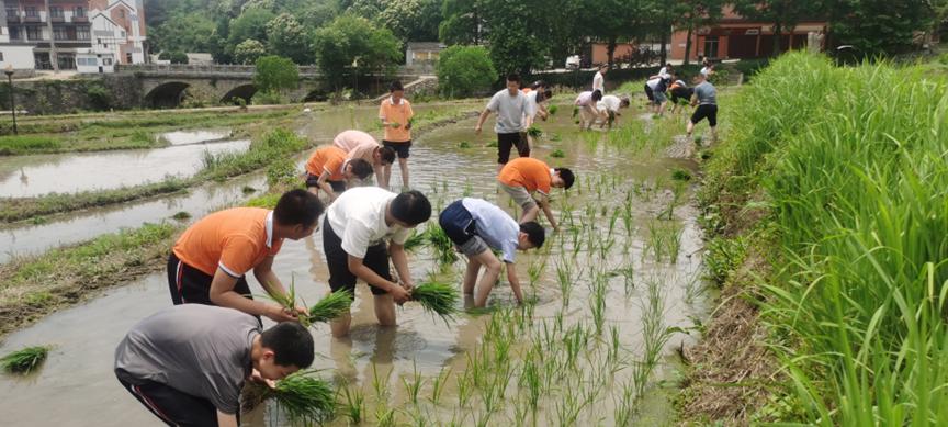 信阳新县：布谷催耕早 学子插秧忙